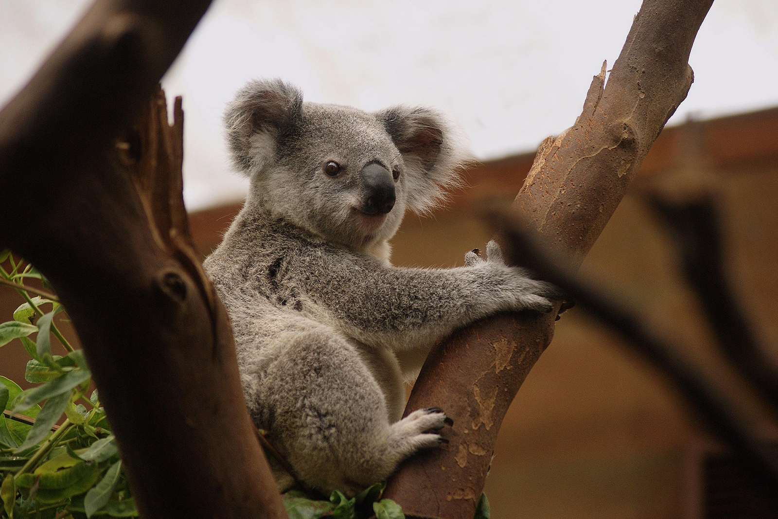 Australia-3