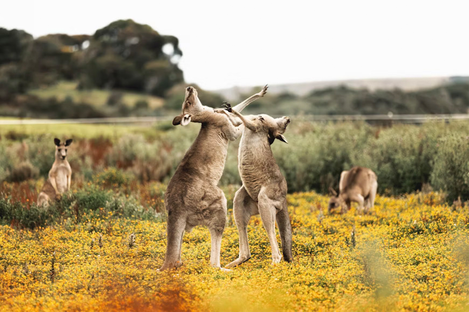 Australia-8