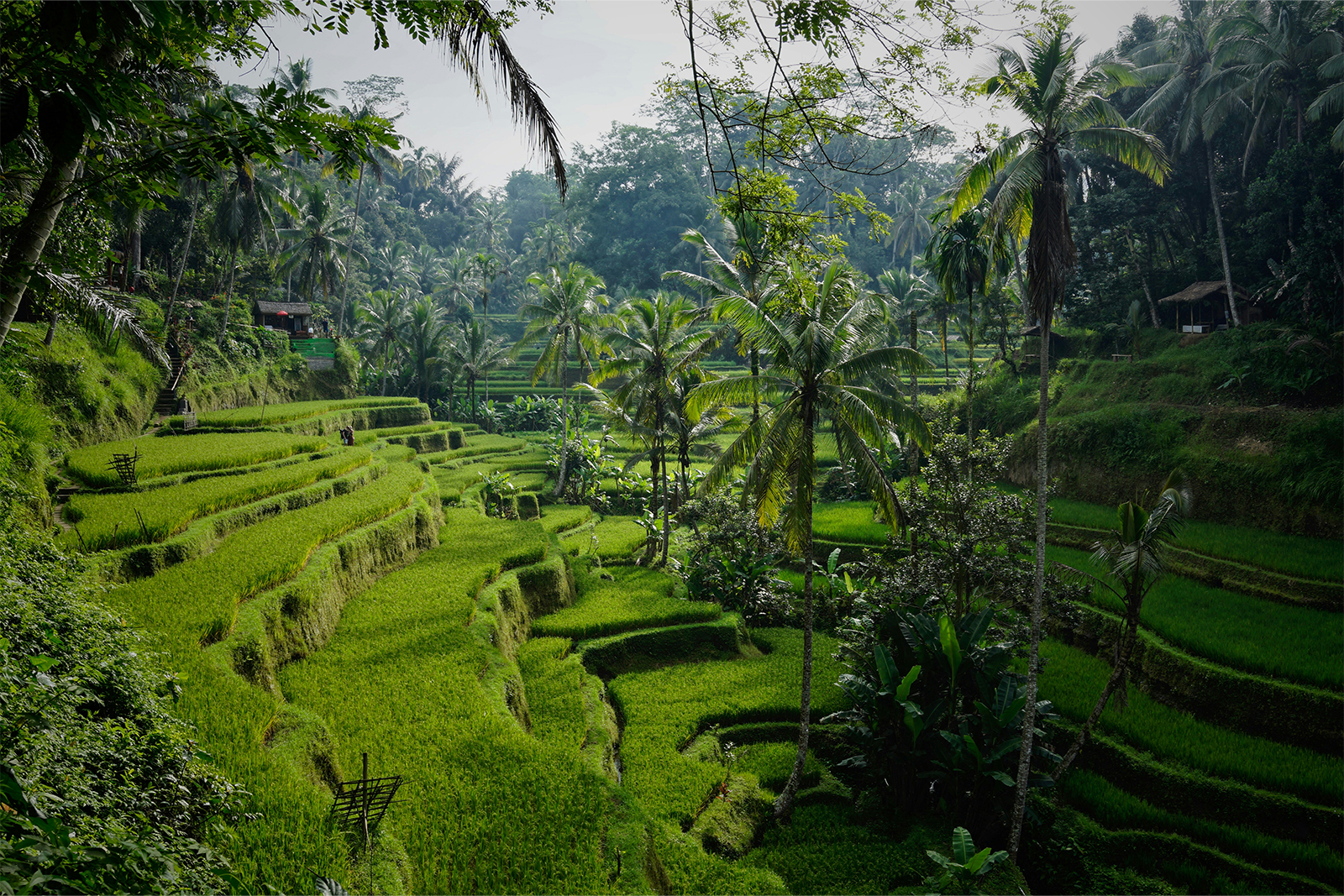 bali-1