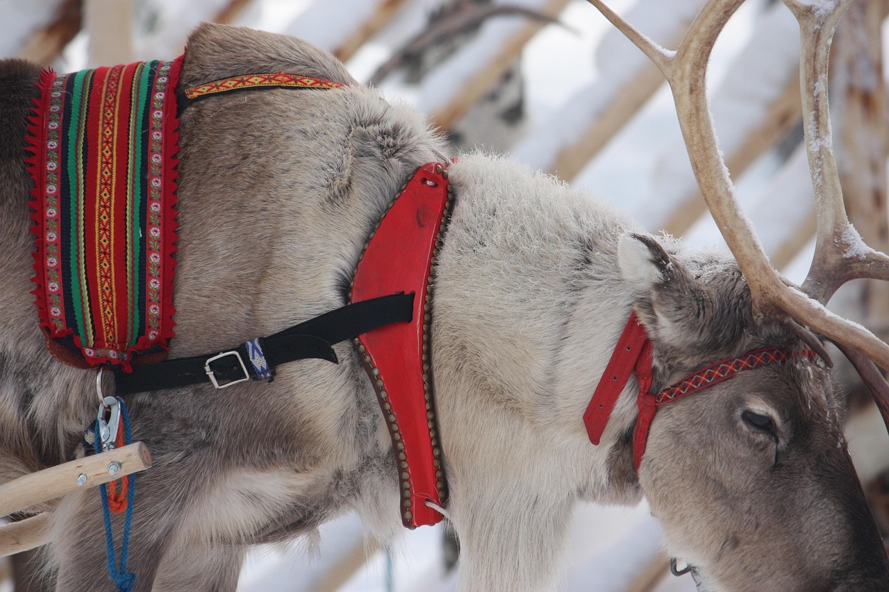 reindeer-5039045_1280